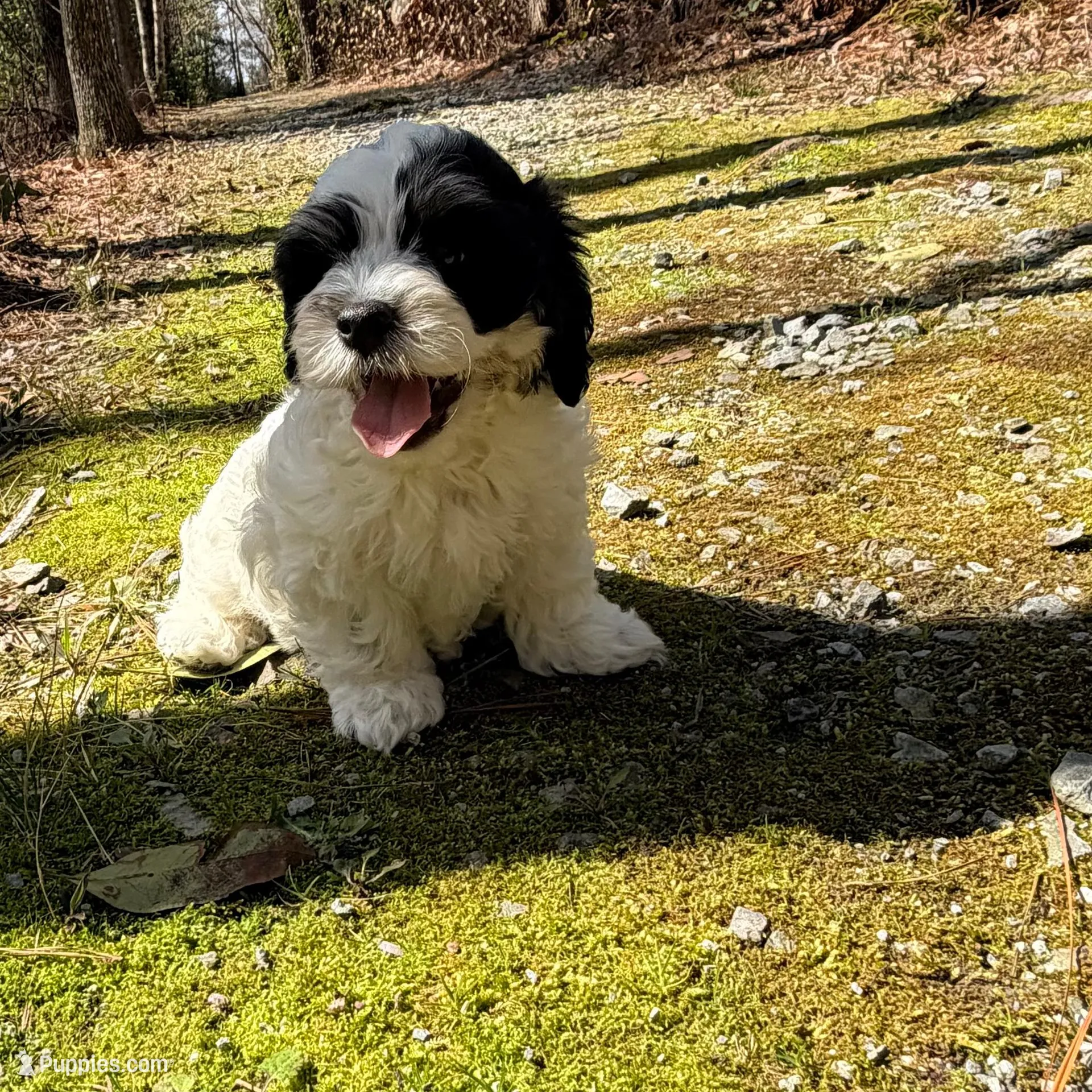 Paxton, a male Cavapoo for sale in Oak Island, NC – Photo 10 of 10