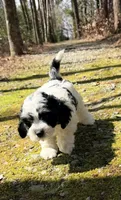 Paxton, a male Cavapoo for sale in Oak Island, NC – Photo 3 of 10
