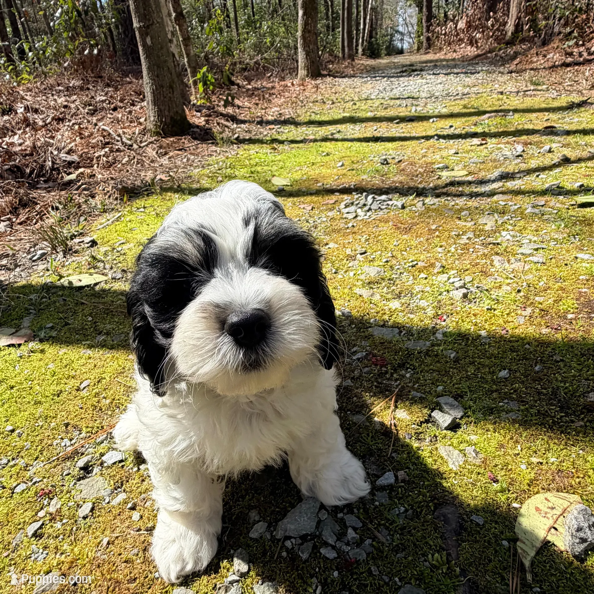 Paxton – Cavapoo puppy for sale in Oak Island, NC
