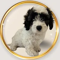 Moria, a female Cavapoo for sale in Oak Island, NC – Photo 2 of 4