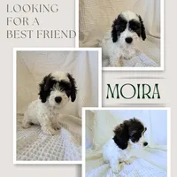 Moria, a female Cavapoo for sale in Oak Island, NC – Photo 1 of 4
