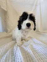 Moria, a female Cavapoo for sale in Oak Island, NC – Photo 4 of 4