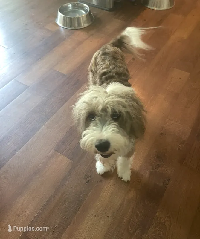 Mazzy – Miniature Aussiedoodle puppy for sale in Oak Island, NC