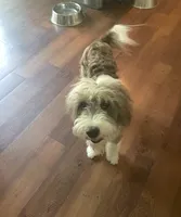 Mazzy, a female Miniature Aussiedoodle for sale in Oak Island, NC – 1 of 8