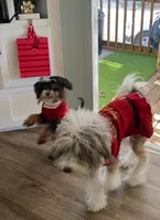 Mazzy, a female Miniature Aussiedoodle for sale in Oak Island, NC – 8 of 8