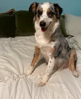 Lilly, a female Australian Shepherd for sale in Oak Island, NC – 1 of 7