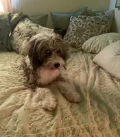 Mazzy, a female Miniature Aussiedoodle for sale in Oak Island, NC – 2 of 8