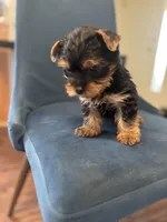 Rocky , a male Yorkshire Terrier for sale in Stroudsburg, PA – Photo 4 of 10