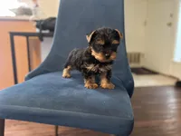 Rocky , a male Yorkshire Terrier for sale in Stroudsburg, PA – Photo 6 of 10