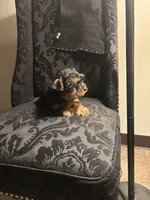 Rocky , a male Yorkshire Terrier for sale in Stroudsburg, PA – Photo 7 of 10