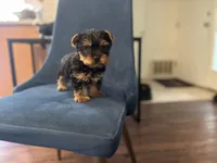 Rocky , a male Yorkshire Terrier for sale in Stroudsburg, PA – Photo 5 of 10
