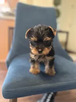 Rocky , a male Yorkshire Terrier for sale in Stroudsburg, PA – Photo 3 of 10