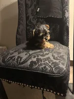 Rocky , a male Yorkshire Terrier for sale in Stroudsburg, PA – Photo 10 of 10