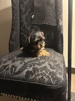 Rocky , a male Yorkshire Terrier for sale in Stroudsburg, PA – Photo 8 of 10