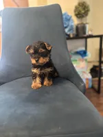Rocky , a male Yorkshire Terrier for sale in Stroudsburg, PA – Photo 2 of 10