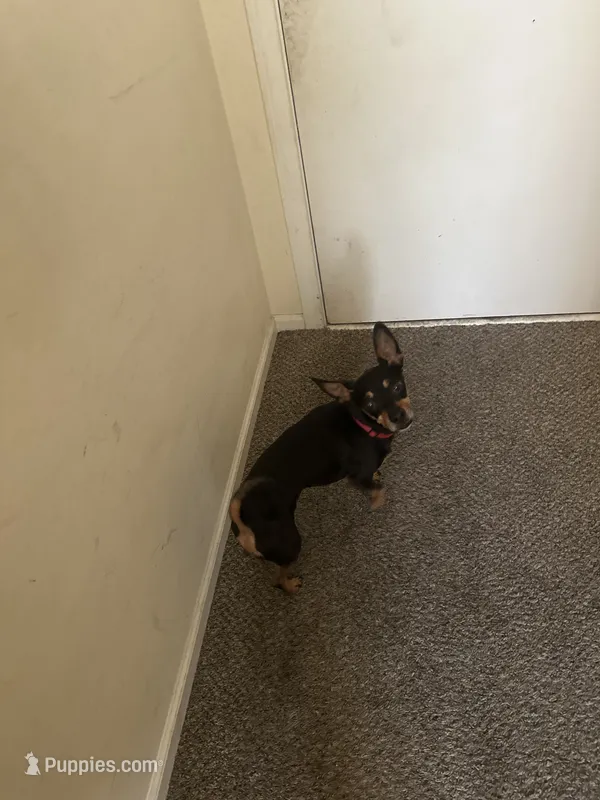 Uzi – Chihuahua puppy for sale in Mission, KS