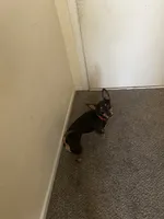 Uzi, a male Chihuahua for sale in Mission, KS – 1 of 1