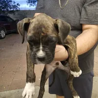 Lucky, a male Boxer for sale in Corona, CA – Photo 1 of 4
