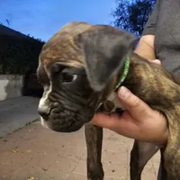 Lucky, a male Boxer for sale in Corona, CA – Photo 3 of 4