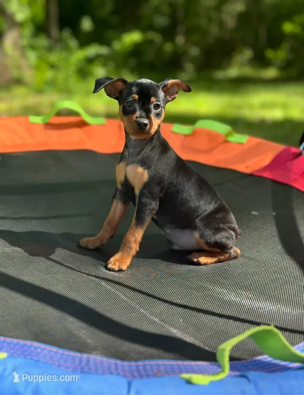 Boy 1  – Miniature Pinscher puppy for sale in Monticello, AR