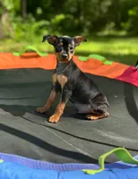 Boy 1 , a male Miniature Pinscher for sale in Monticello, AR – 1 of 1