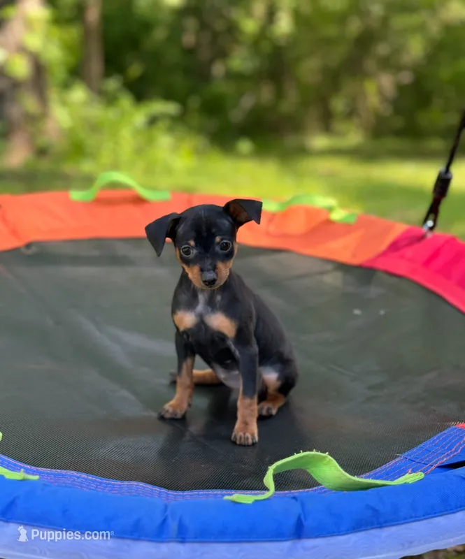 Girl  – Miniature Pinscher puppy for sale in Monticello, AR