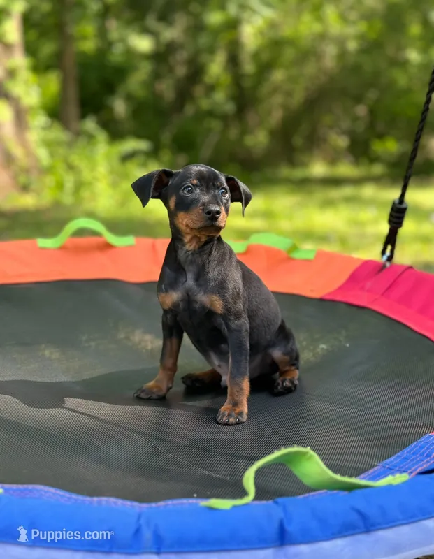 Boy 3  – Miniature Pinscher puppy for sale in Monticello, AR
