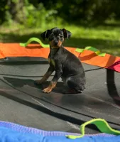 Boy 2 , a male Miniature Pinscher for sale in Monticello, AR – 1 of 1
