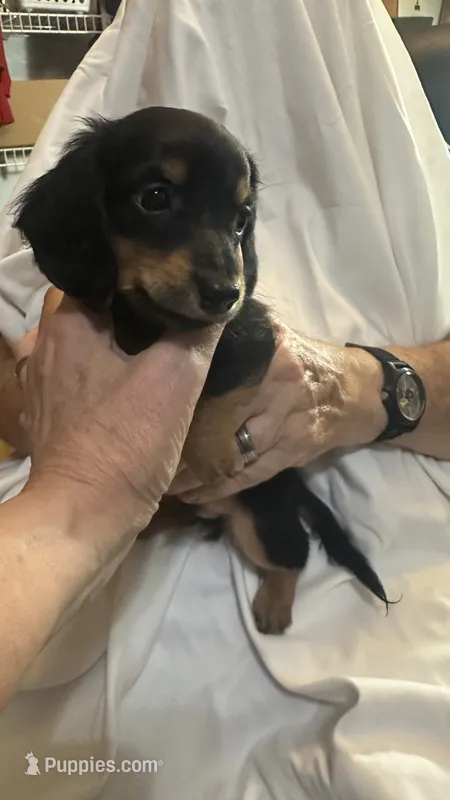Floyd, a male Dachshund for sale in Lawrence, KS – 1 of 1