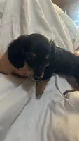 Floyd, a male Miniature Dachshund for sale in Lawrence, KS – 2 of 3
