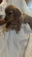 Fiona , a female Miniature Dachshund for sale in Lawrence, KS – 2 of 2