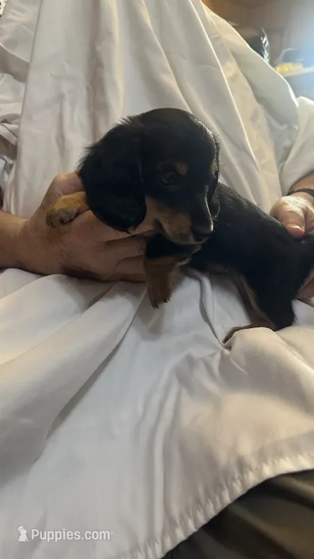 Floyd – Miniature Dachshund puppy for sale in Lawrence, KS