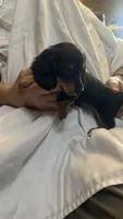 Floyd, a male Miniature Dachshund for sale in Lawrence, KS – 1 of 3