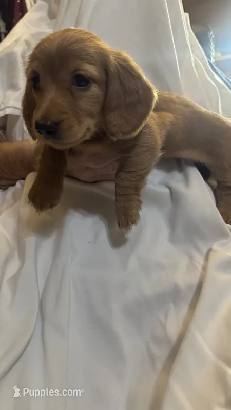 Fiona  – Miniature Dachshund puppy for sale in Lawrence, KS