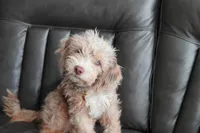 Goose, a male Miniature Aussiedoodle for sale in Liberty Hill, TX – Photo 2 of 4