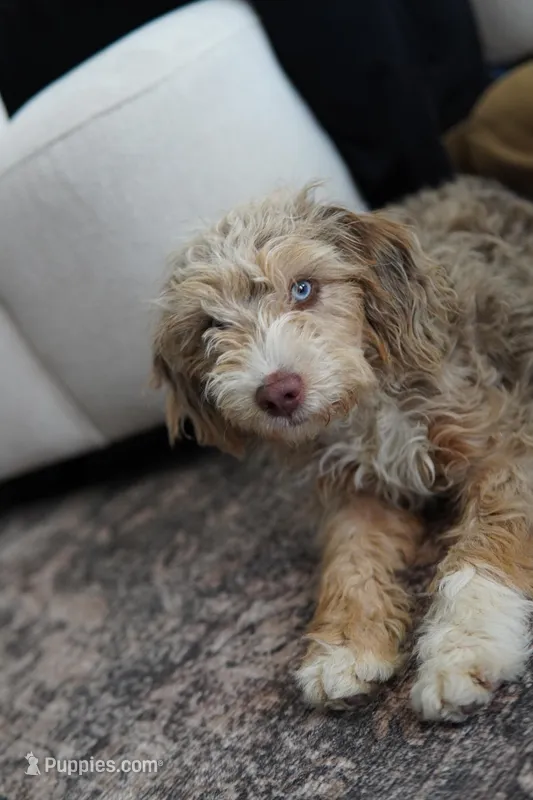 Goose – Miniature Aussiedoodle puppy for sale in Liberty Hill, TX