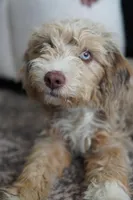 Goose, a male Miniature Aussiedoodle for sale in Liberty Hill, TX – Photo 3 of 4