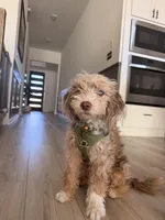 Goose, a male Miniature Aussiedoodle for sale in Liberty Hill, TX – Photo 4 of 4