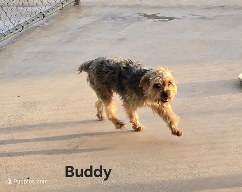 BUDDY -AKC – Yorkshire Terrier puppy for sale in Temple, TX