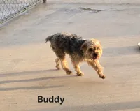 BUDDY -AKC, a male Yorkshire Terrier for sale in Temple, TX – 1 of 2