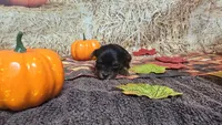 Peanut Boy - AKC micro boy, a  Yorkshire Terrier for sale in Moody, TX – 4 of 5