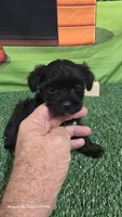 Midnight Espresso Boy - Registered with papers, a male Yorkshire Terrier for sale in Waco, TX – 2 of 4
