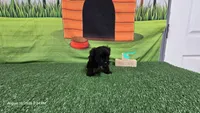 Midnight Espresso Boy - Registered with papers, a male Yorkshire Terrier for sale in Waco, TX – 3 of 4