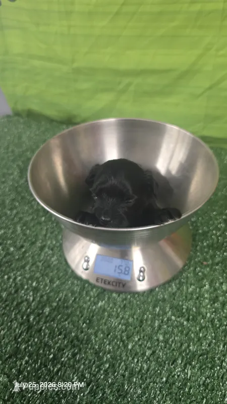 Black Diamond boy – Yorkshire Terrier puppy for sale in Temple, TX