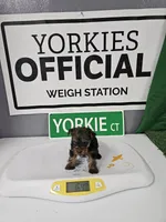 MALE YORKIE, a male Yorkshire Terrier for sale in Moody, TX – 1 of 1