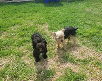 Midnight Espresso Boy - Registered with papers, a male Yorkshire Terrier for sale in Waco, TX – 4 of 4