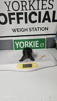 Karl - AKC registered - Ready October 31st, a  Yorkshire Terrier for sale in Moody, TX – 2 of 2