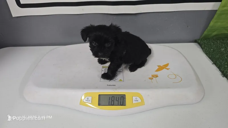 Midnight Espresso Boy - Registered with papers – Yorkshire Terrier puppy for sale in Waco, TX