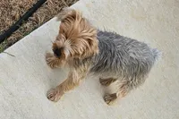 Pixie - AKC, a female Yorkshire Terrier for sale in Houston, TX – 1 of 5