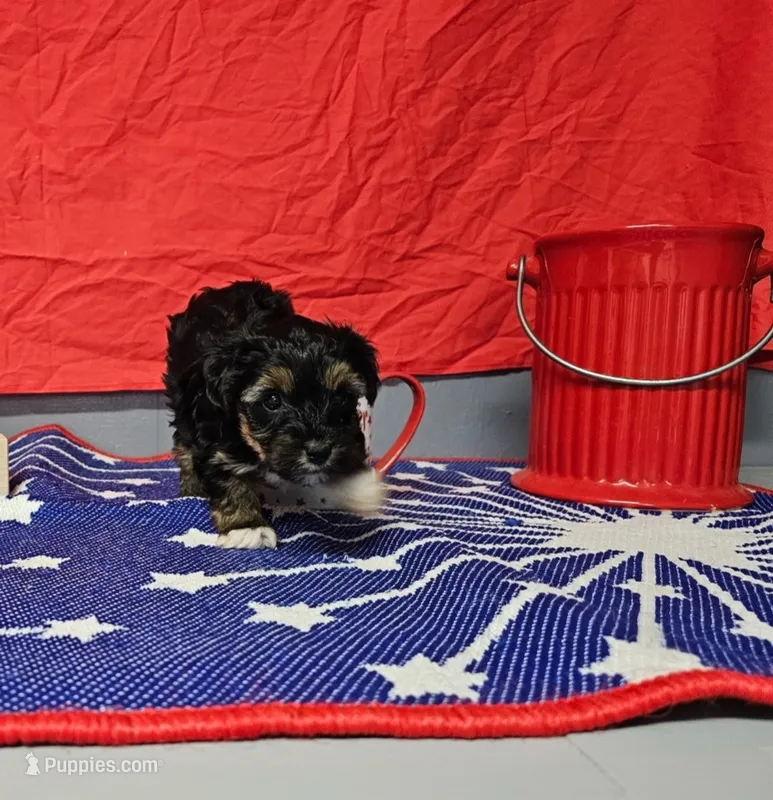 Pebbles -Charting 3.5 lbs. - AKC – Yorkshire Terrier puppy for sale in Temple, TX